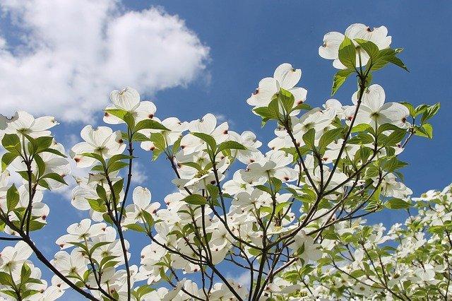 お誕生日おめでとうございます（＾＾）※誕生花／ハナミズキ：花言葉／永続性※