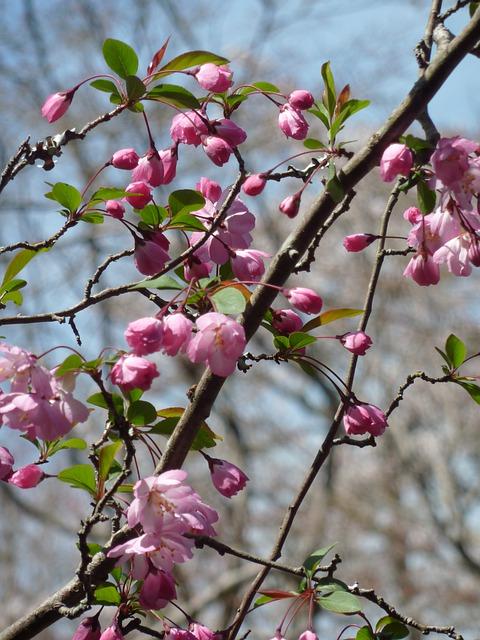 今日はなんの日〔3月23日〕※弘川寺の西行桜です※