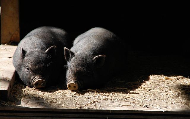 今日はなんの日〔9月6日〕※「く（9）ろ（6）」がつくものが多いですね（笑）※