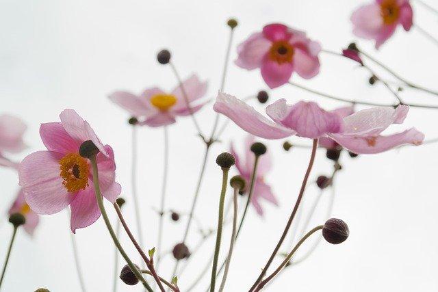 お誕生日おめでとうございます（＾＾）※誕生花：シュウメイギク／花言葉 ：薄れゆく愛※