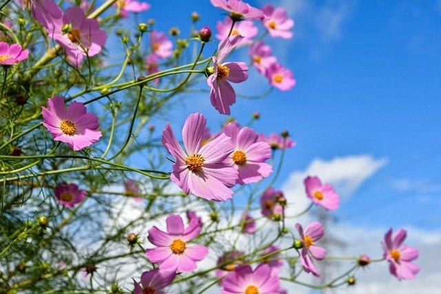 お誕生日おめでとうございます（＾＾）※花言葉：コスモス／花言葉：乙女の真心米